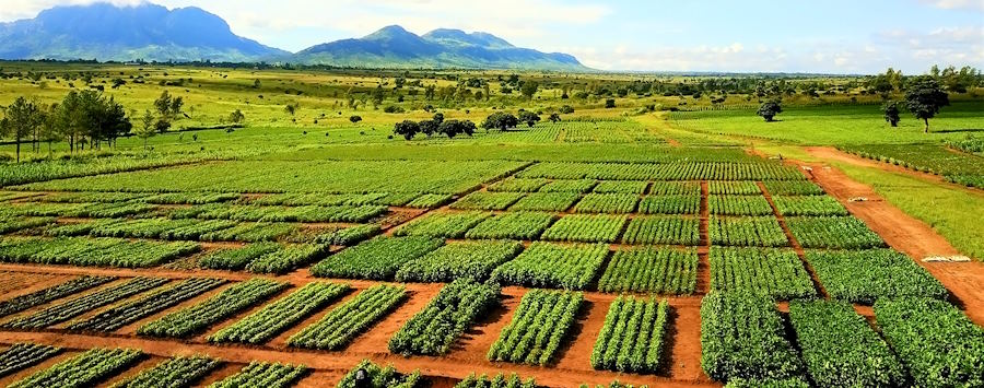 Local Organisations Promoting Sustainable Soil Practices in Africa